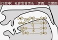 国际音标学习：元音